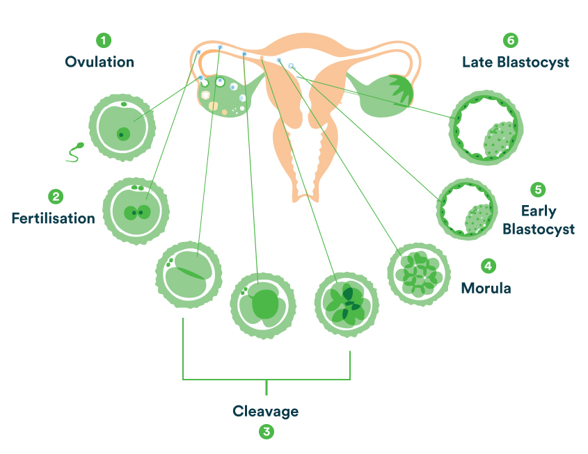Blastocyst-Culture